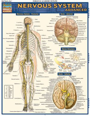 Nervous System (SKU 1000024323)