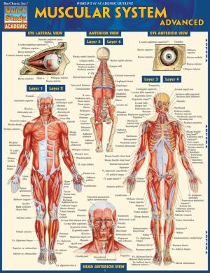 Muscular System Advanced Qs (SKU 1000029823)