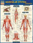 Muscular System Advanced Qs