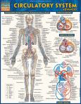 CIRCULATORY SYSTEM Advanced