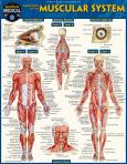 Anatomy of the Muscular System