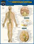 Anatomy of the Nervous System