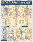 Qs M Skeletal Systems