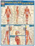 Qs M Muscular Systems