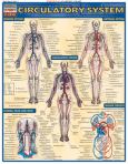 Circulatory System